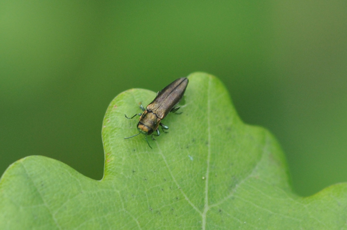 Buprestidae da Identificare: Agrilus sp.